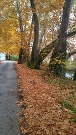 Road amidst trees in forest during autumn