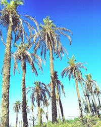 Low angle view of tree against clear blue sky