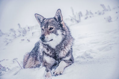 Wolf on snow covered field