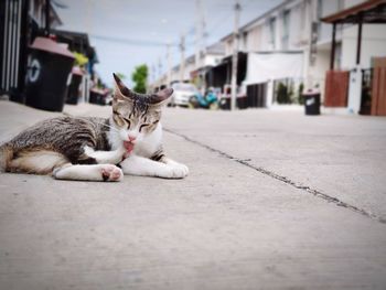 Cat lying down on street in city