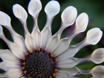 Close-up of flower blooming outdoors