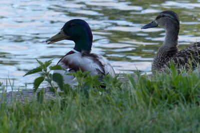 Duck swimming on lake