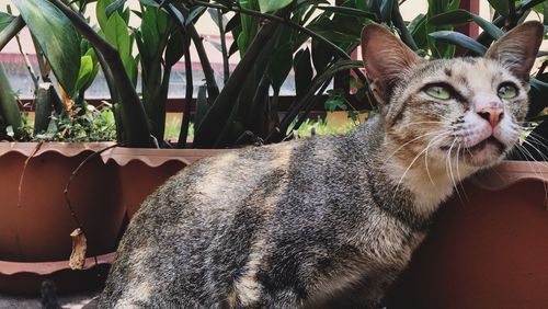 Cat by potted plants in yard