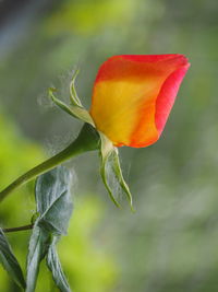 Close-up of red flowering plant