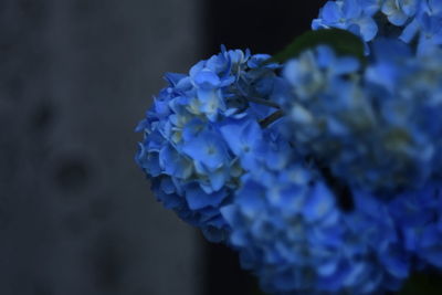 Close-up of purple hydrangea blooming outdoors