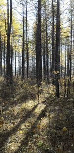 Trees growing in forest