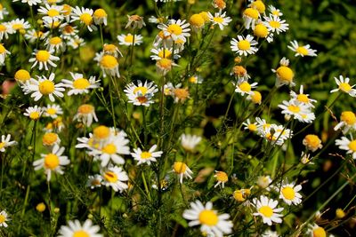 Close-up of daisy flowers on field