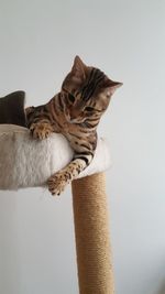 Close-up of cat sitting against wall