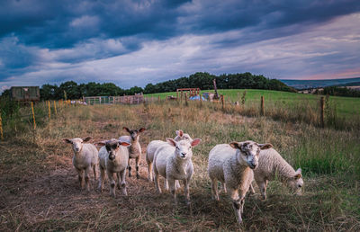 Sheep on field