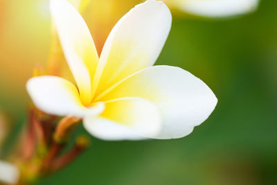 Close-up of white flowering plant