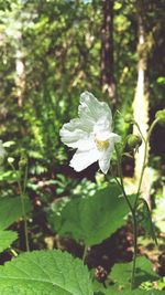 Close-up of white flowers blooming outdoors