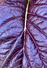 Full frame shot of purple leaves