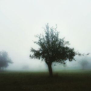 Tree on landscape against sky