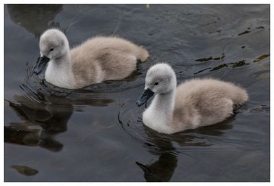 Close-up of swan swimming in lake