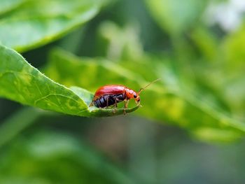 Close-up of insect on leaf