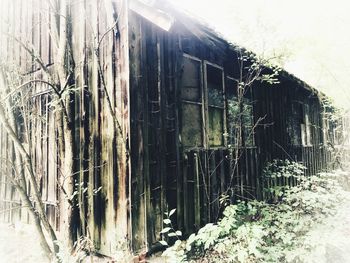 Plants growing on old abandoned building