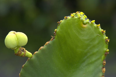 Close-up of prickly pear cactus