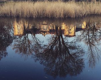 Reflection of trees in water