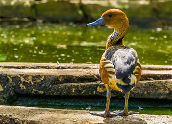 Close-up of bird perching on a lake