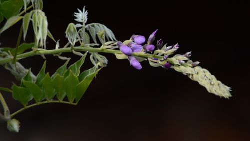 Close-up of purple flowering plant against black background