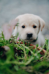 Close-up portrait of a dog