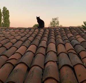 Cat on roof of building against sky