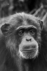 Close-up portrait of chimpanzee