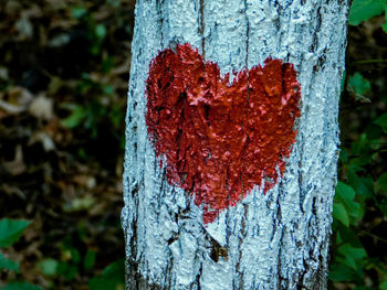 Close-up of tree trunk