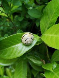 Close-up of snail on leaf