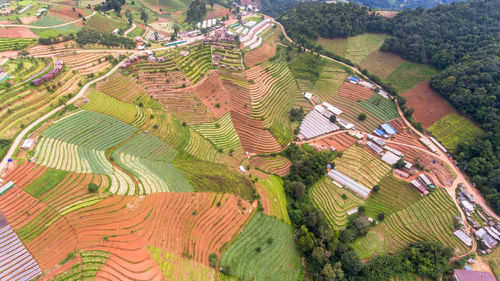 High angle view of agricultural field