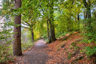 Road passing through forest