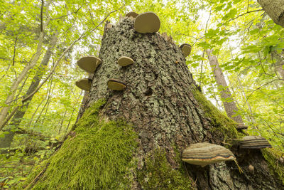 Low angle view of tree in forest