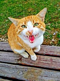 Close-up portrait of a cat