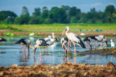 Birds in the lake