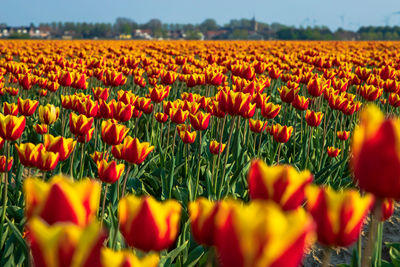 Yellow tulips in field