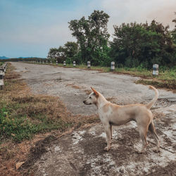 Close-up of dog on field