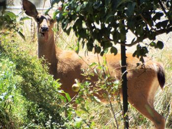 Trees and plants on land
