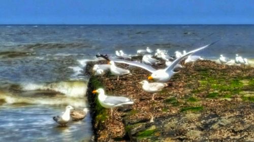 Close-up of seagulls flying over sea against sky