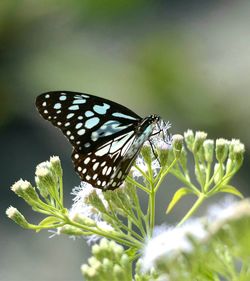 Close-up of butterfly pollinating on flower