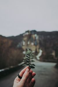 Close-up of hand holding plant against clear sky