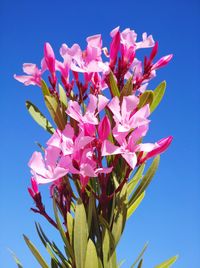 Close-up of pink flowering plant against blue sky