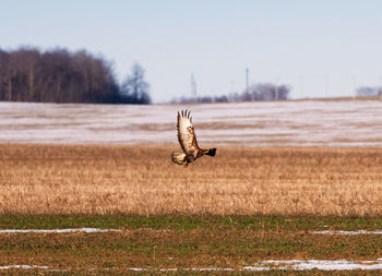 Bird flying over a field