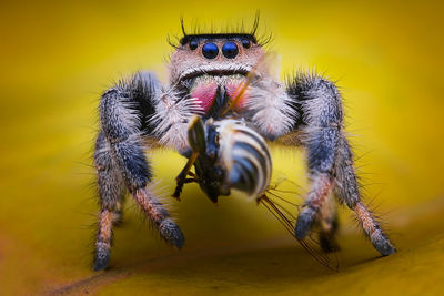 Close-up of spider