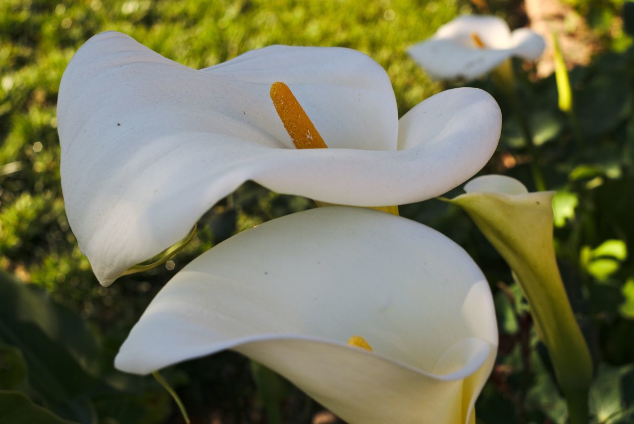 flower, petal, flower head, fragility, white color, close-up, growth, freshness, focus on foreground, beauty in nature, nature, blooming, single flower, plant, white, leaf, in bloom, stamen, day, outdoors