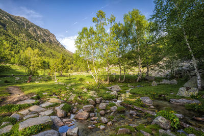 Scenic view of lake by trees against sky