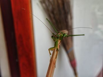 Close-up of dragonfly