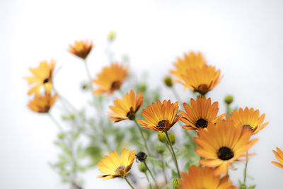 Flowering plants in a garden during spring