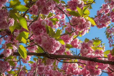 Close-up of pink cherry blossoms in spring