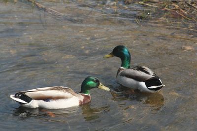 Ducks swimming in lake