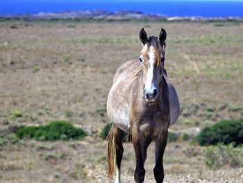 Horse standing on field